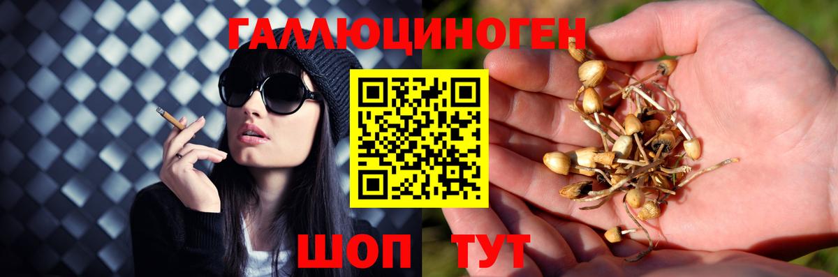 Псилоцибиновые грибы прущие грибы Кириши